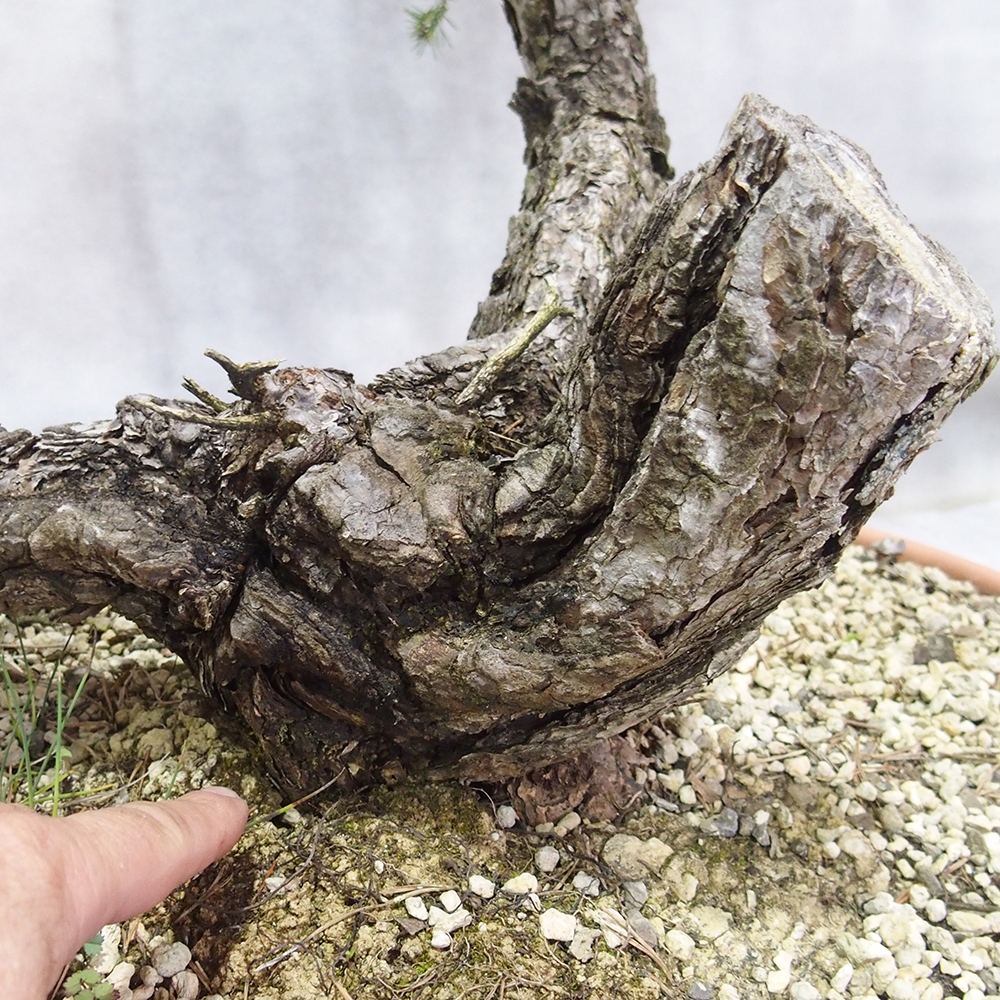 Yamadori - Pinus sylvestris 