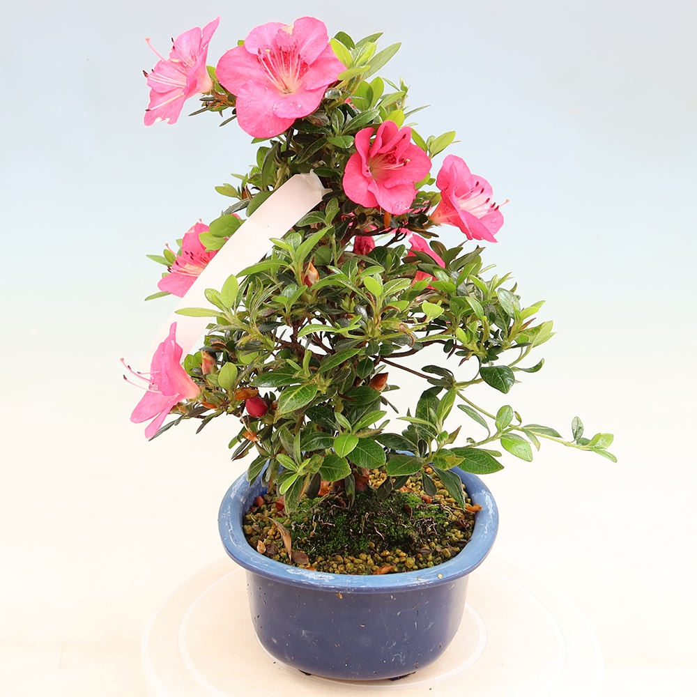 Outdoor bonsai - Japanese Azalea - Azalea Kobai