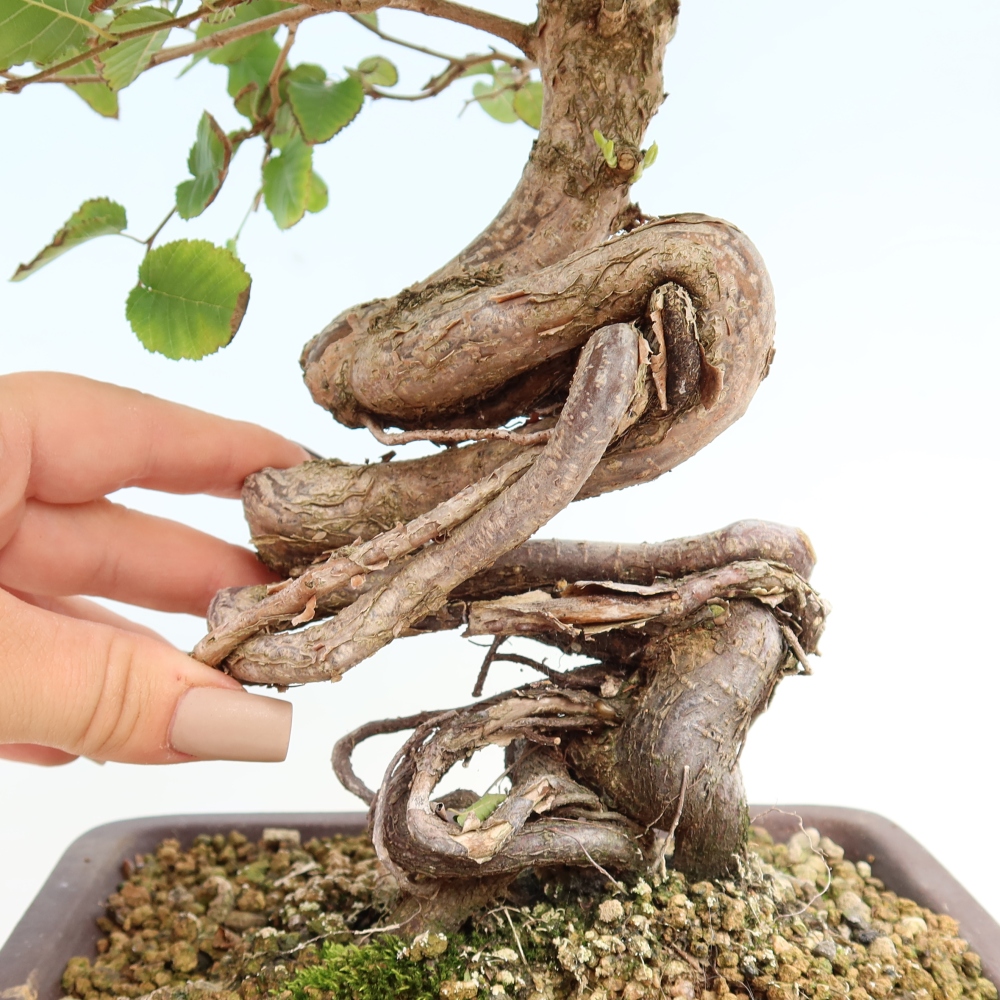 Outdoor bonsai -Carpinus CARPINOIDES - Korean Hornbeam