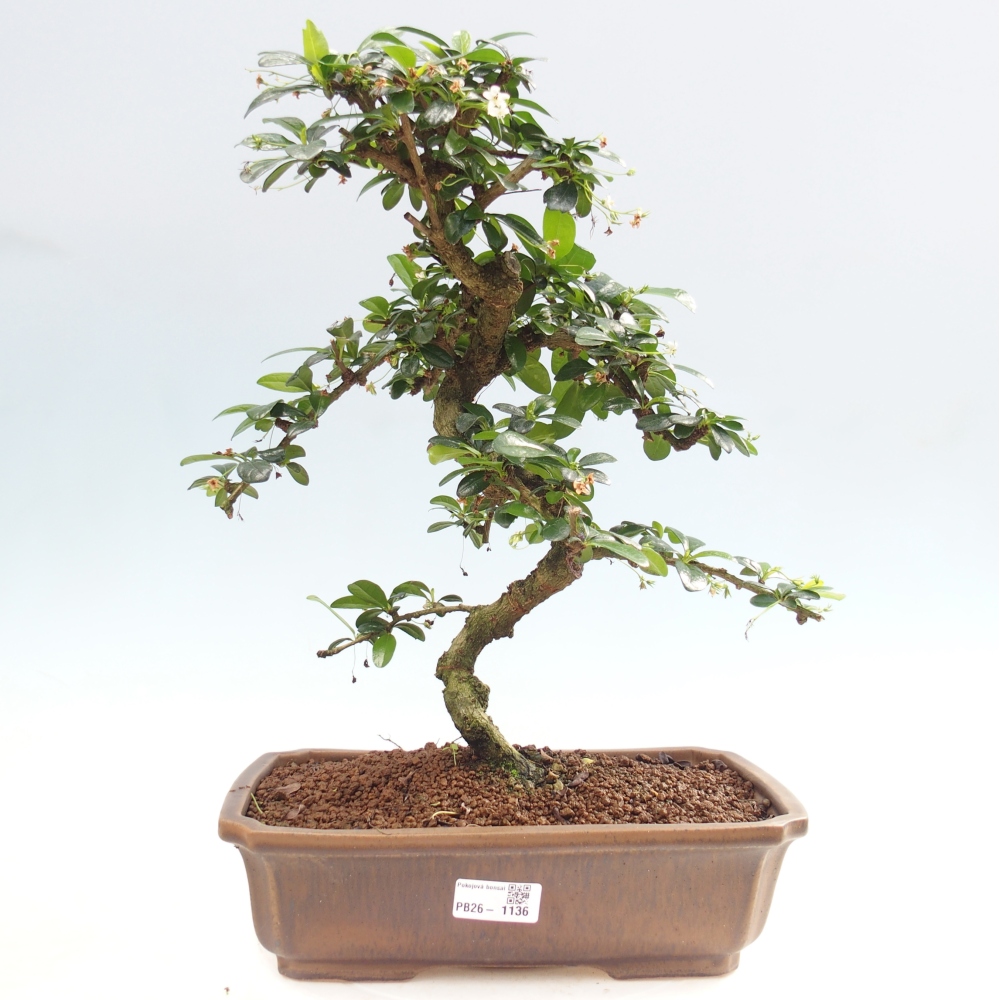 Room bonsai - Carmona macrophylla - Tea fuki