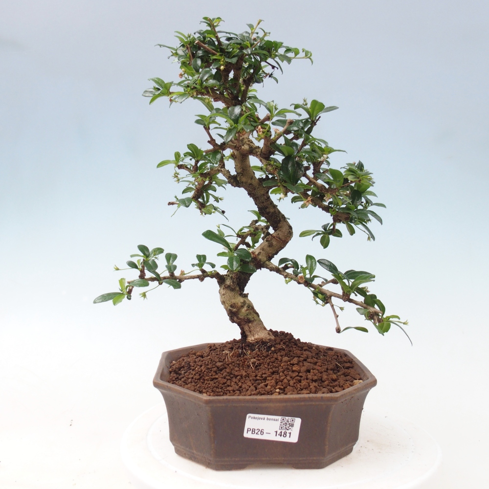 Room bonsai - Carmona macrophylla - Tea fuki