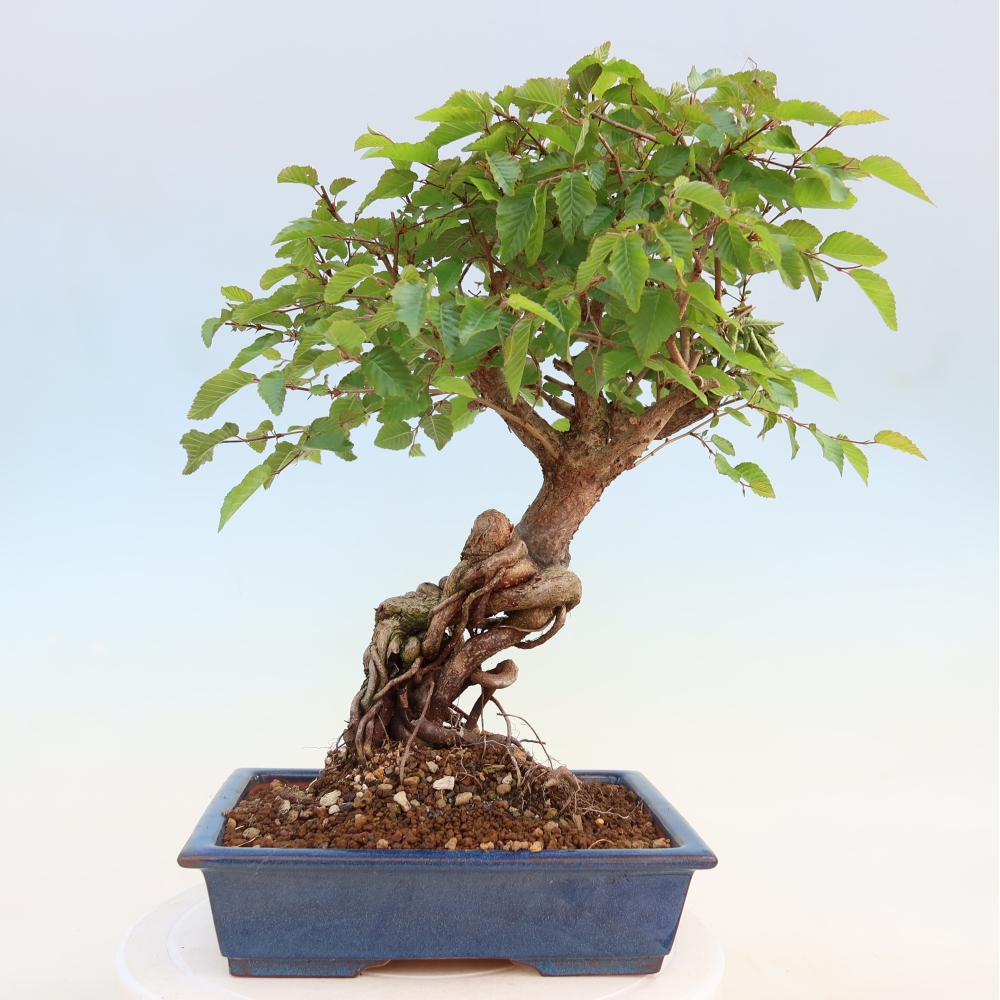 Outdoor bonsai -Carpinus coreana - Korean Hornbeam