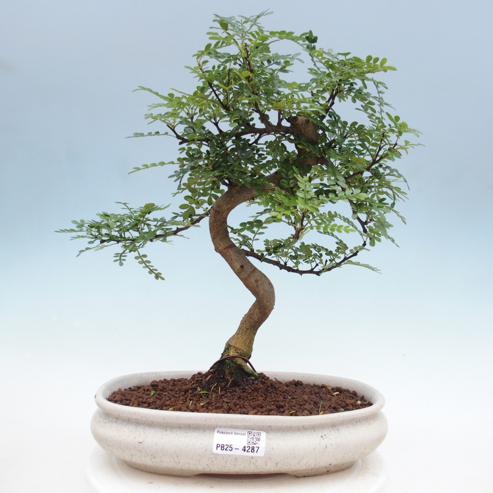 Room bonsai - Zantoxylum piperitum - pepper tree
