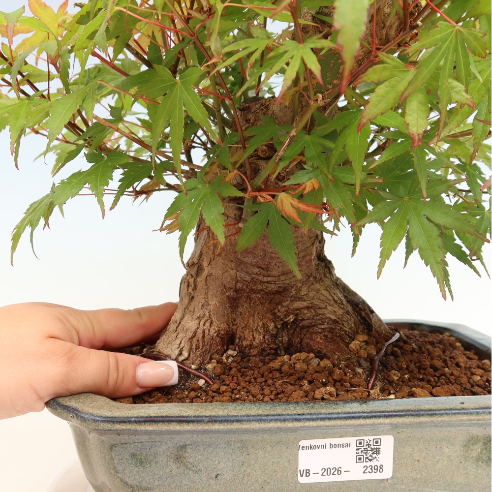 Outdoor bonsai - Maple Burger - Acer Burgerianum
