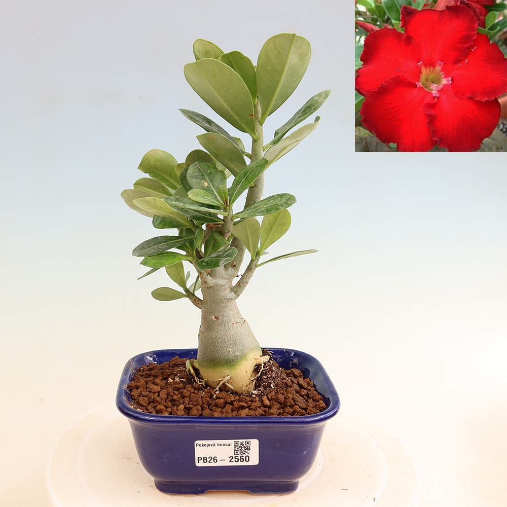 Indoor Bonsai - Adenium obesum Red Star - Desert Rose