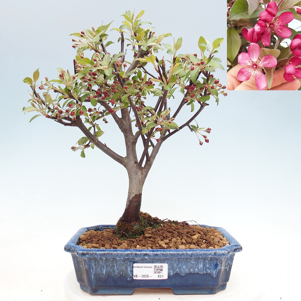 Outdoor bonsai -Malus domestica - Small-fruited red-leaved apple tree
