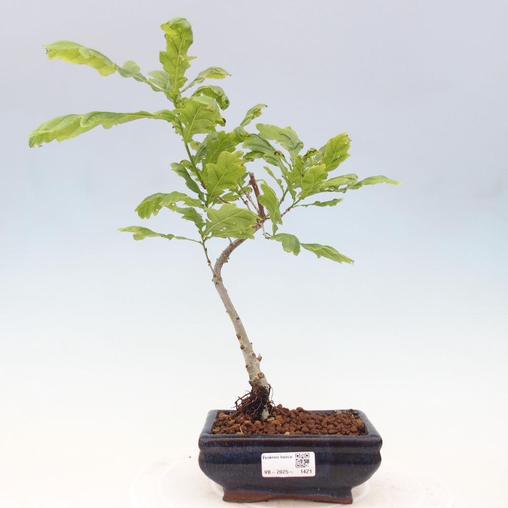 Outdoor bonsai - Quercus robur - oak