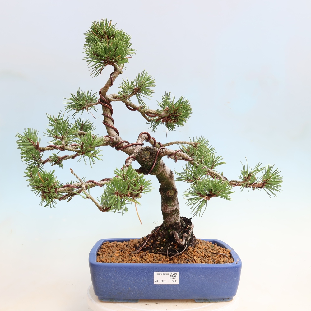 Outdoor Bonsai - Pinus mugo Humpy  - Mountain Pine