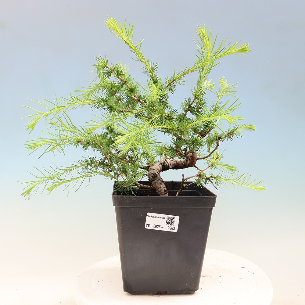 Outdoor bonsai -Larix decidua - Larch