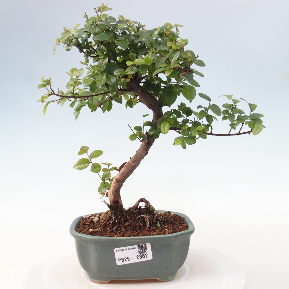 Indoor bonsai - Sagerécie thea - Sagerécie thea