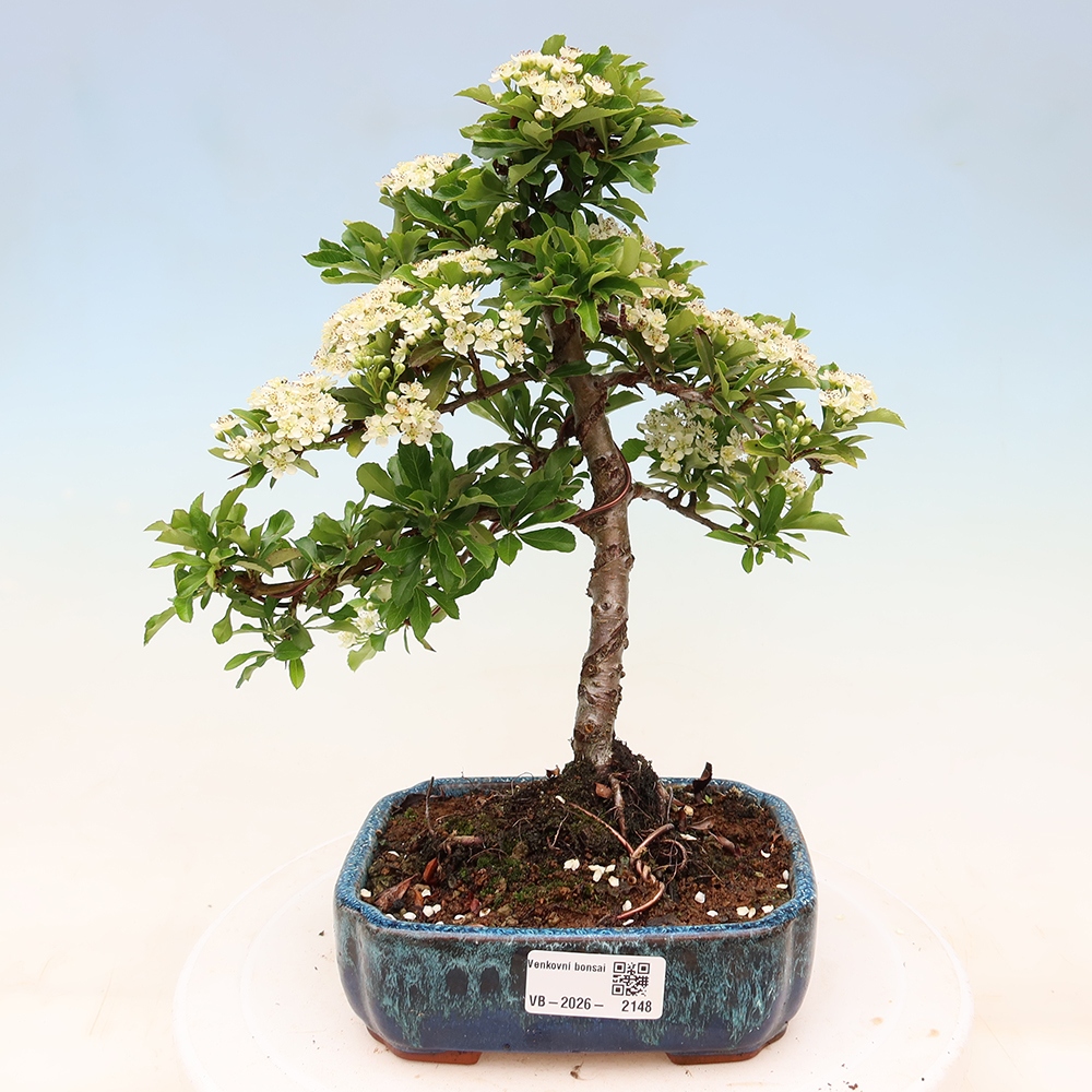 Outdoor Bonsai - Pyracantha teton - Scarlet Firethorn