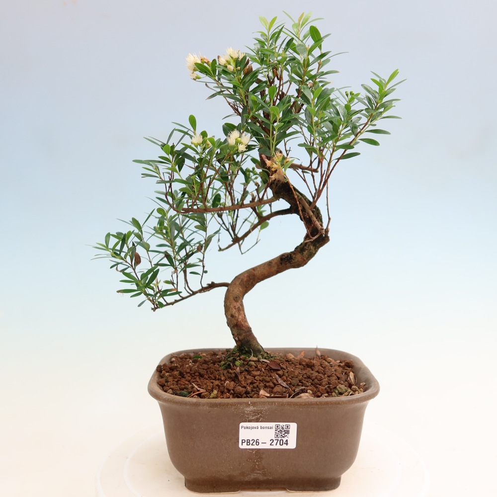 Room bonsai - Syzygium - Pimento