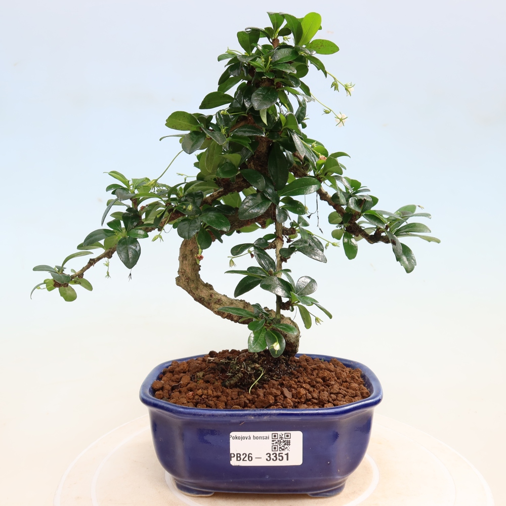Room bonsai - Carmona macrophylla - Tea fuki