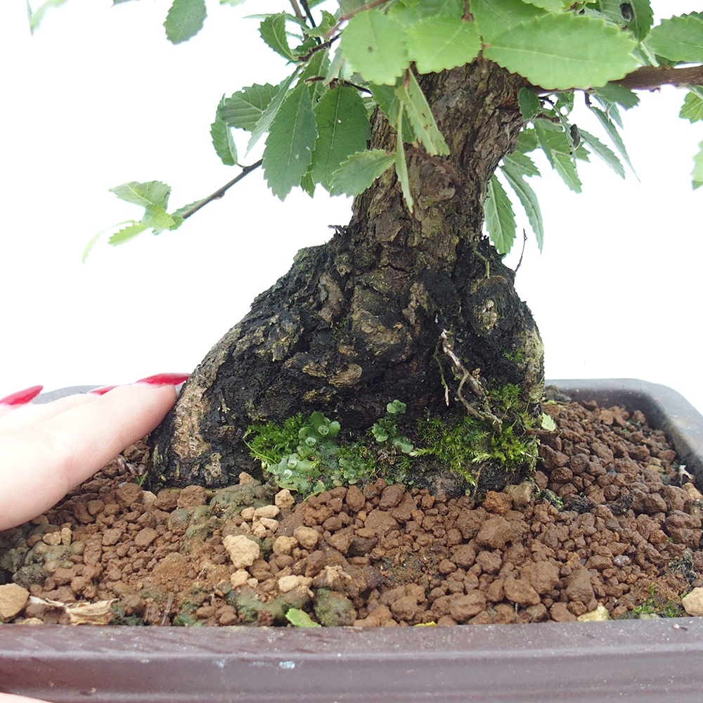 Outdoor bonsai - Zelkova - Zelkova NIRE