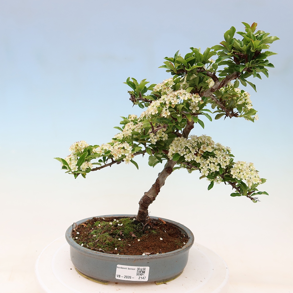 Outdoor Bonsai - Pyracantha teton - Scarlet Firethorn