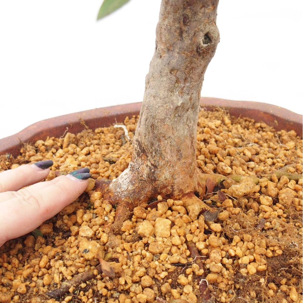 Outdoor bonsai - Japanese Azalea - Azalea Hanatsuzuri