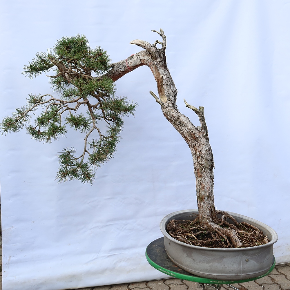 Pinus sylvestris Spain - Scots pine
