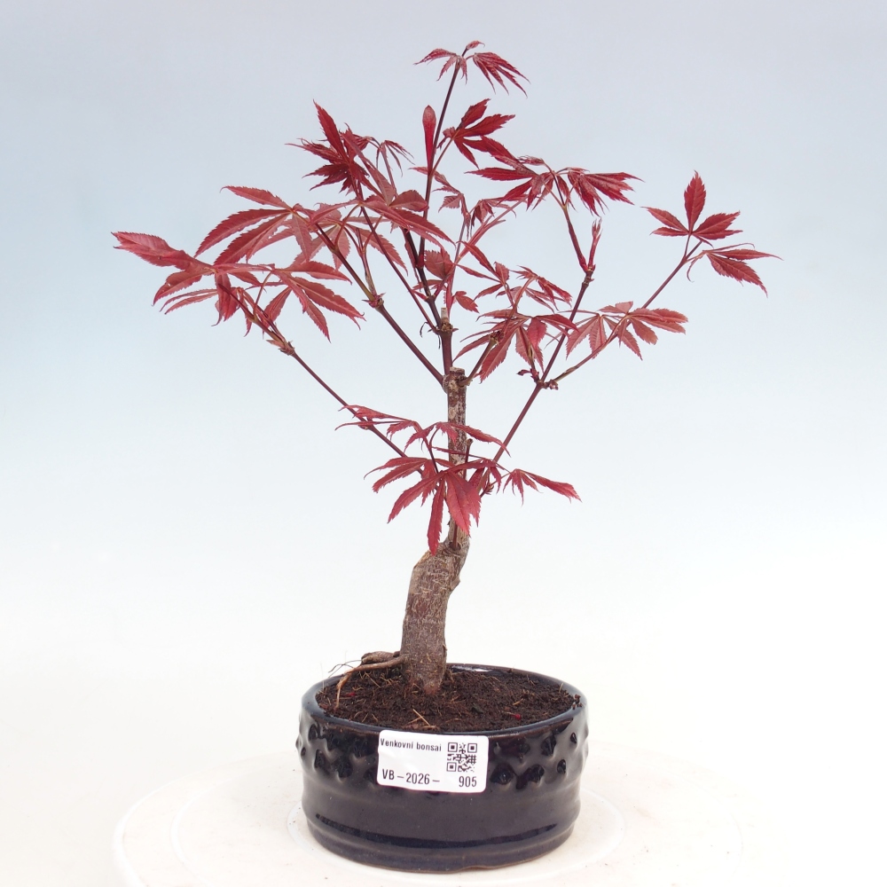 Outdoor bonsai - Acer palm. Atropurpureum-Javor palmate