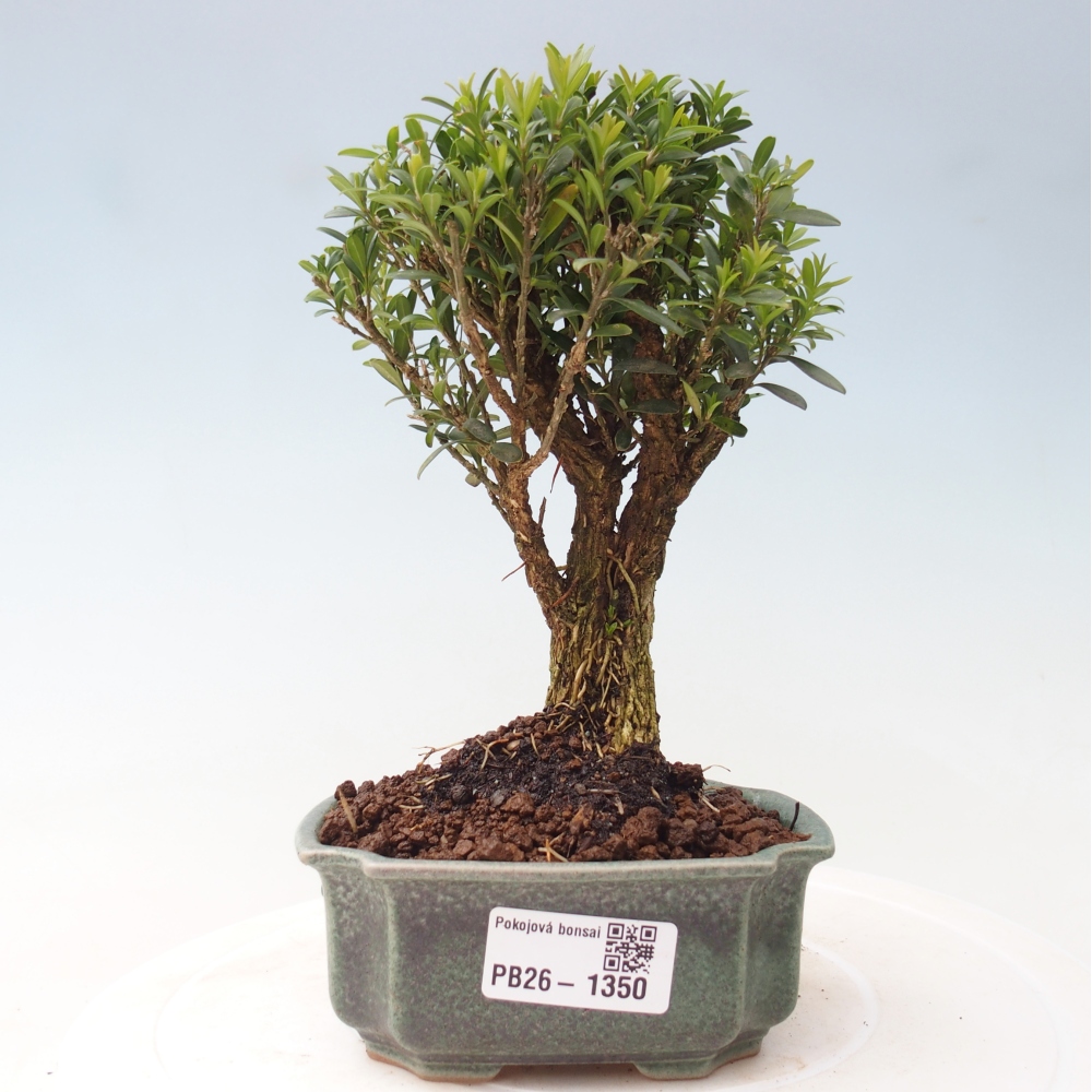 Room bonsai - Buxus harlandii - cork buxus