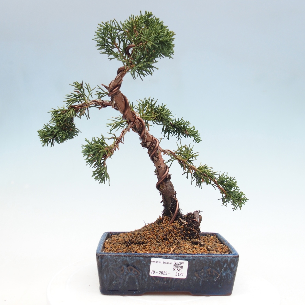 Outdoor bonsai - Juniperus chinensis Kishu - Chinese Juniper