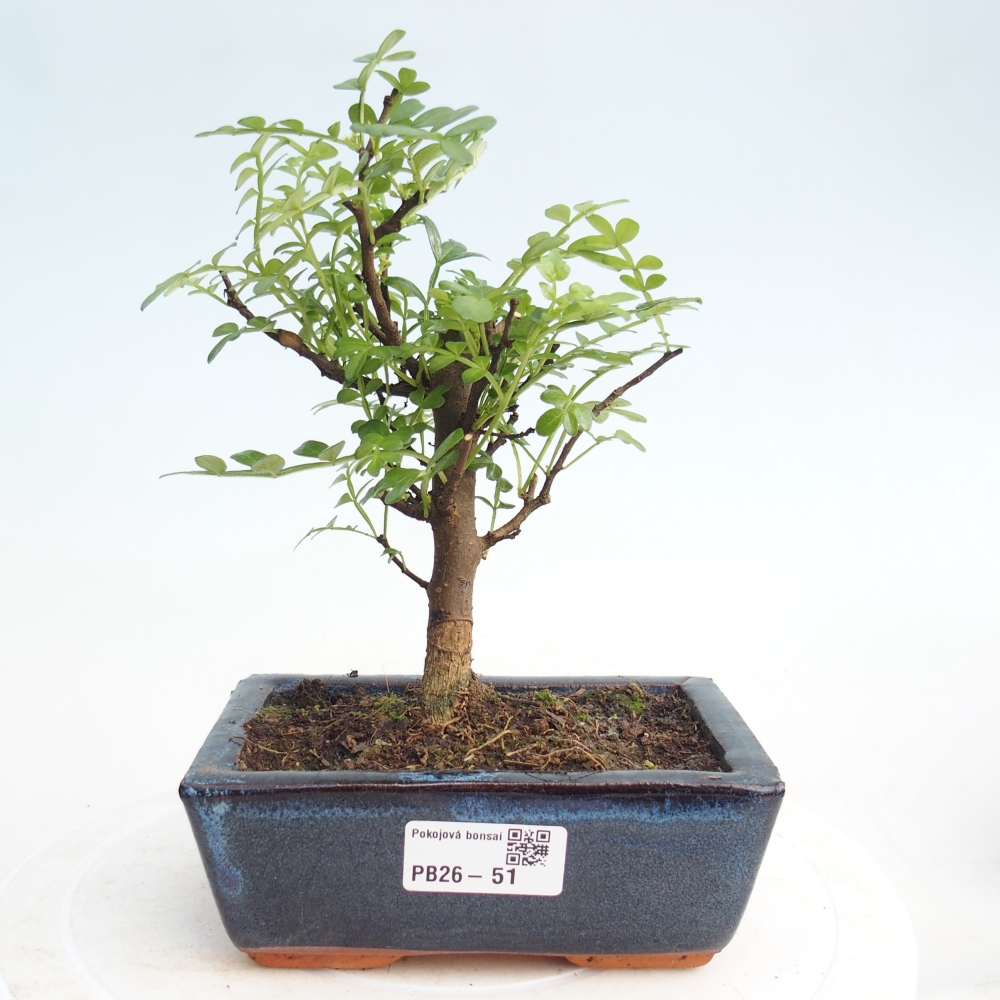 Room bonsai - Zantoxylum piperitum - pepper tree