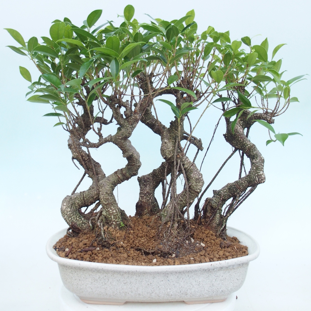 Room bonsai - Ficus kimmen - small-leaved ficus