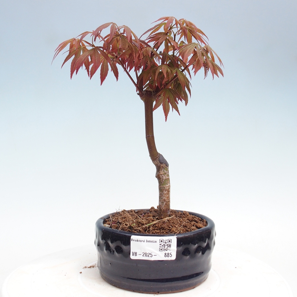 Outdoor bonsai - Acer palm. Atropurpureum-Palmleaf Maple