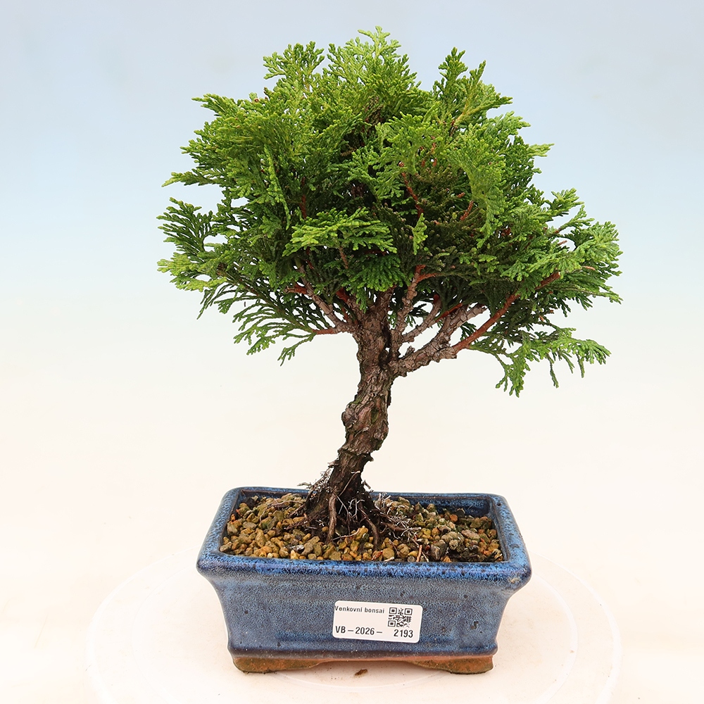 Outdoor bonsai - Cham.pis obtusa Nana Gracilis - Cypress