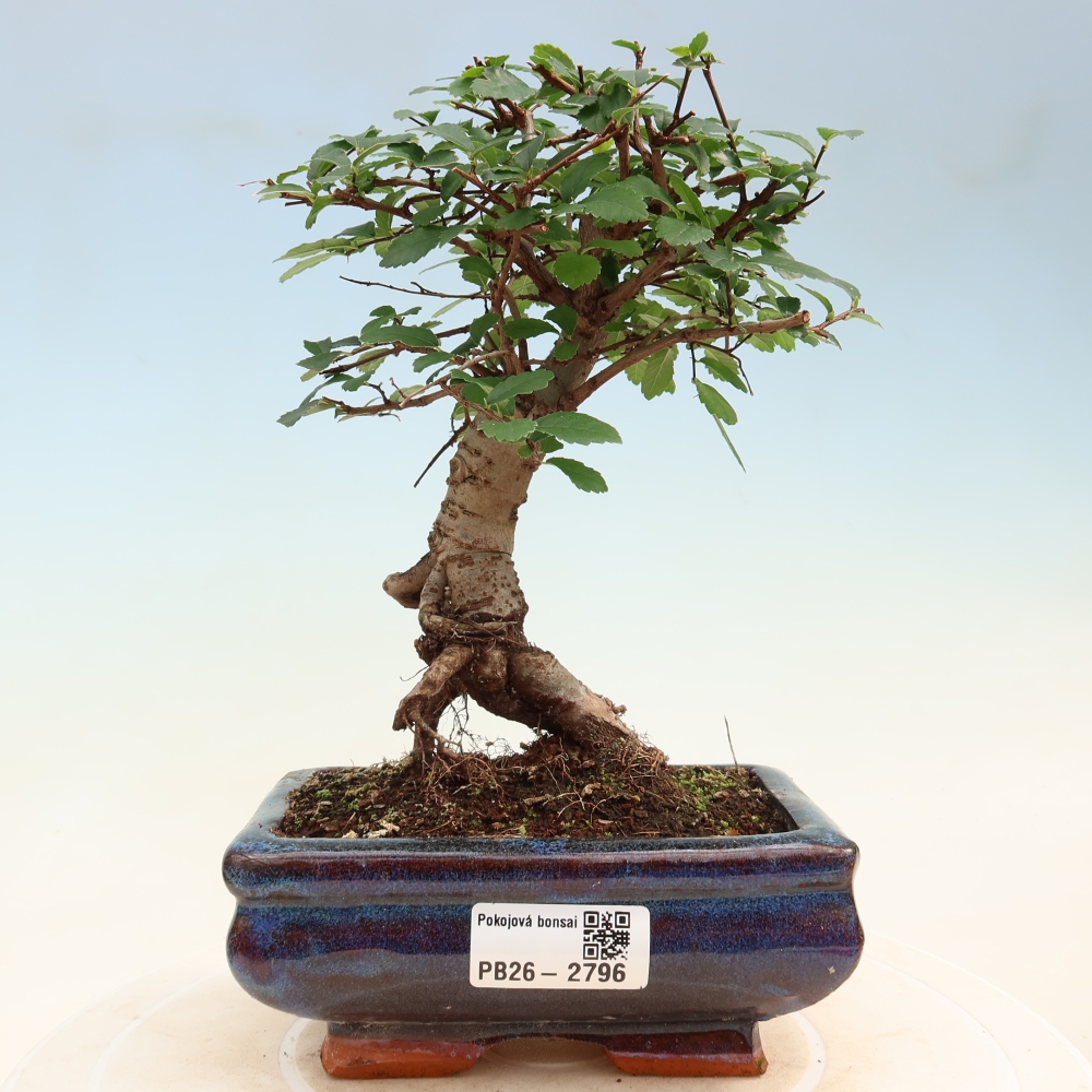 Room bonsai - Ulmus parvifolia - Small-leaved elm
