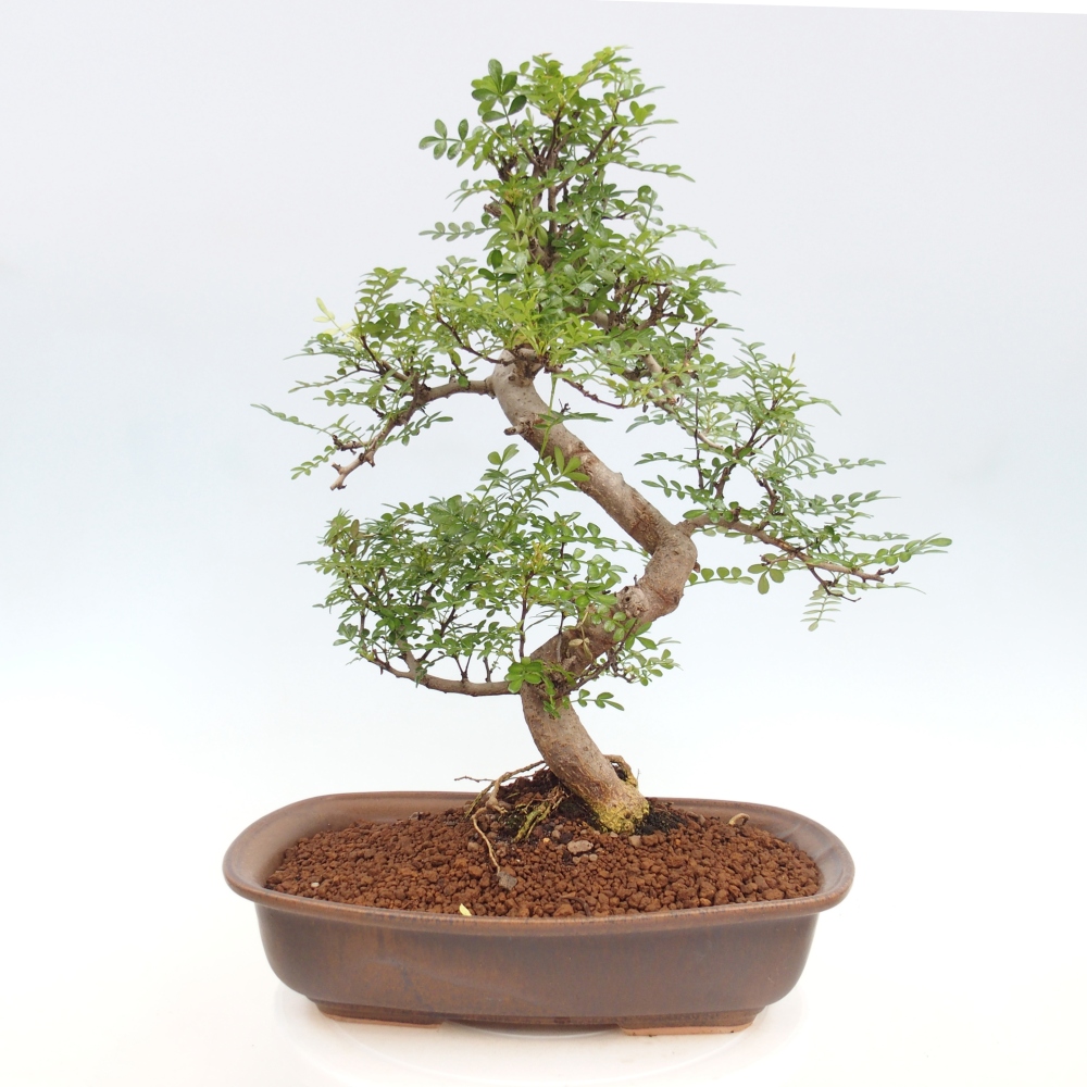 Indoor bonsai - Zantoxylum piperitum - Peppermint