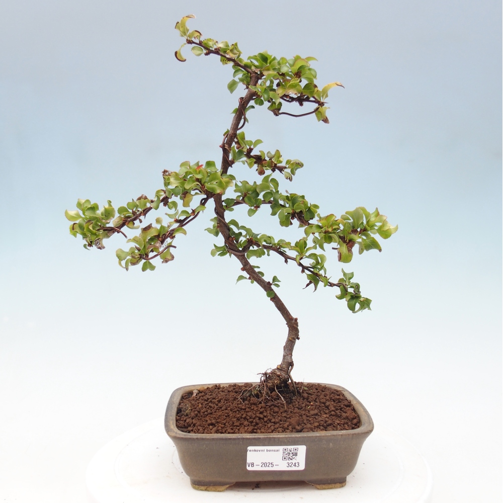 Outdoor bonsai - Chaenomeles with. Red Joy - Quince