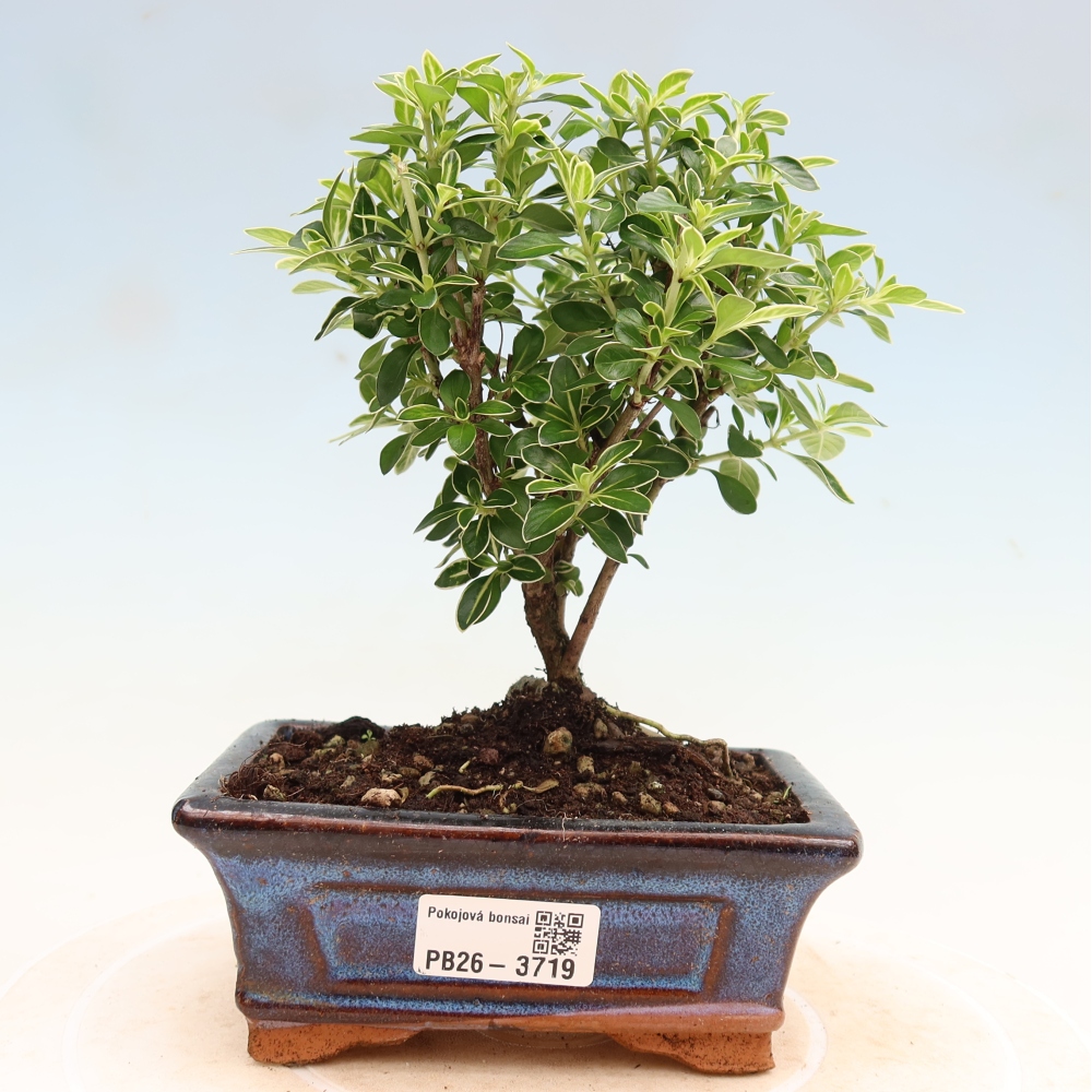 Indoor Bonsai - Serissa foetida Variegata - Tree of a Thousand Stars