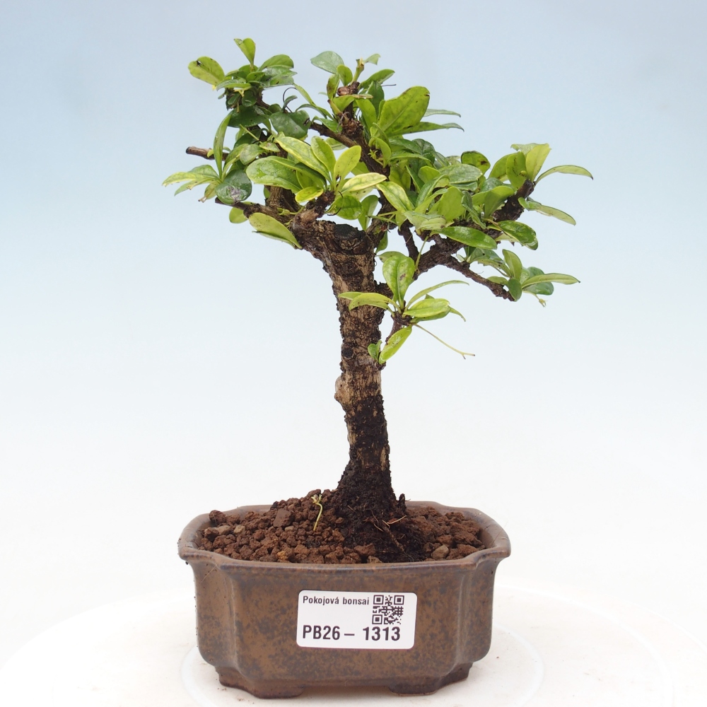 Room bonsai - Carmona macrophylla - Tea fuki