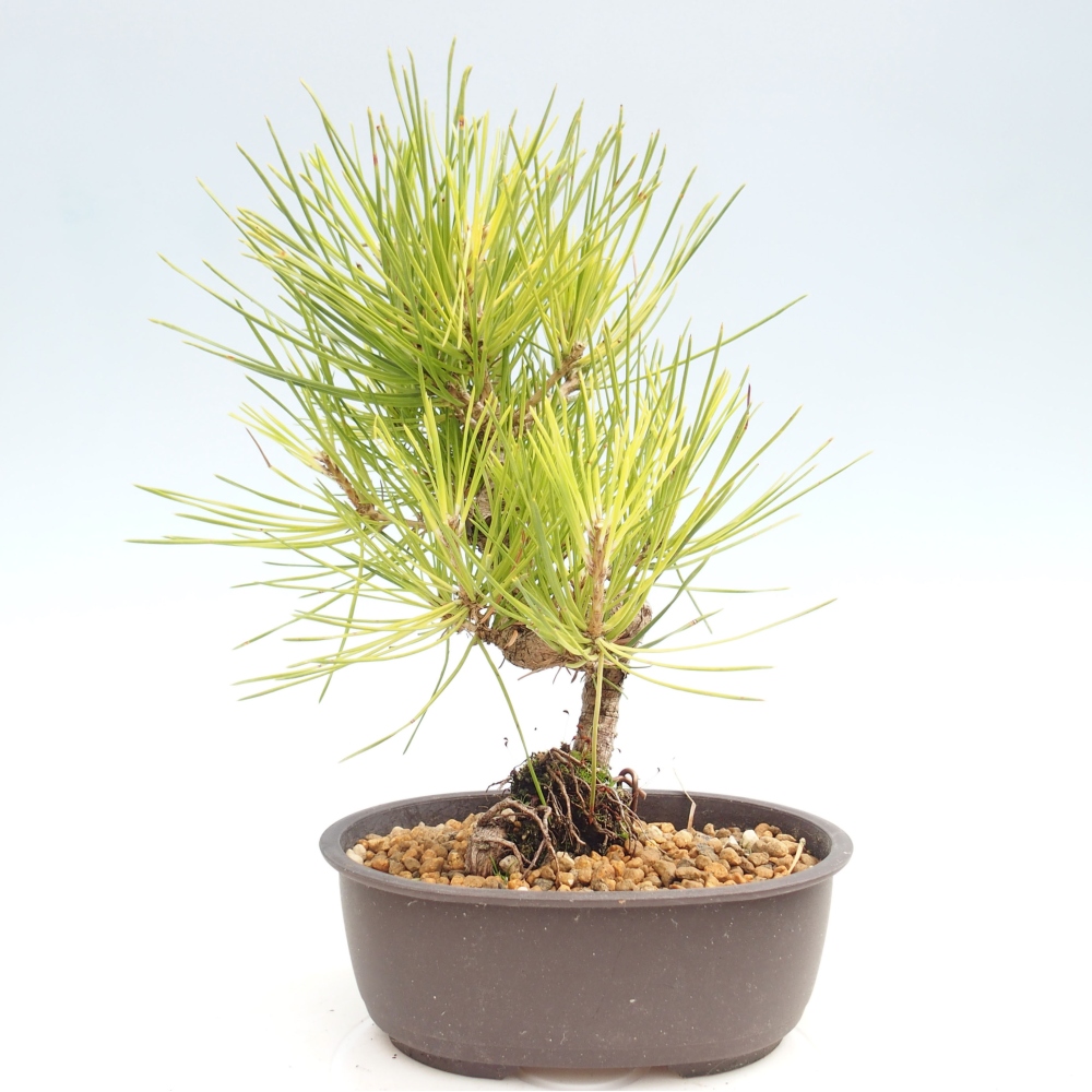 Outdoor bonsai - Pinus thunbergii - Thunbergia pine