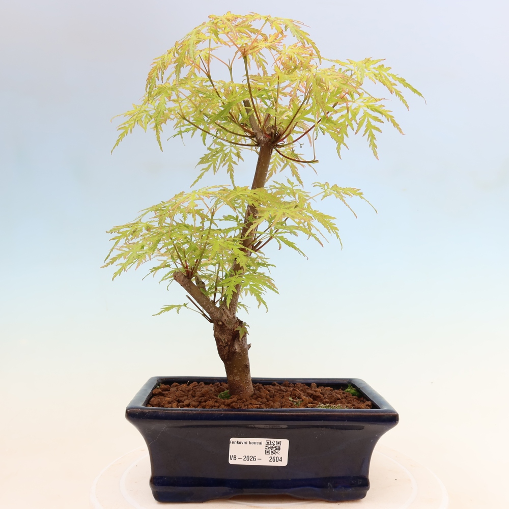 Outdoor Bonsai - Acer palmatum Dissectum - Japanese Maple 