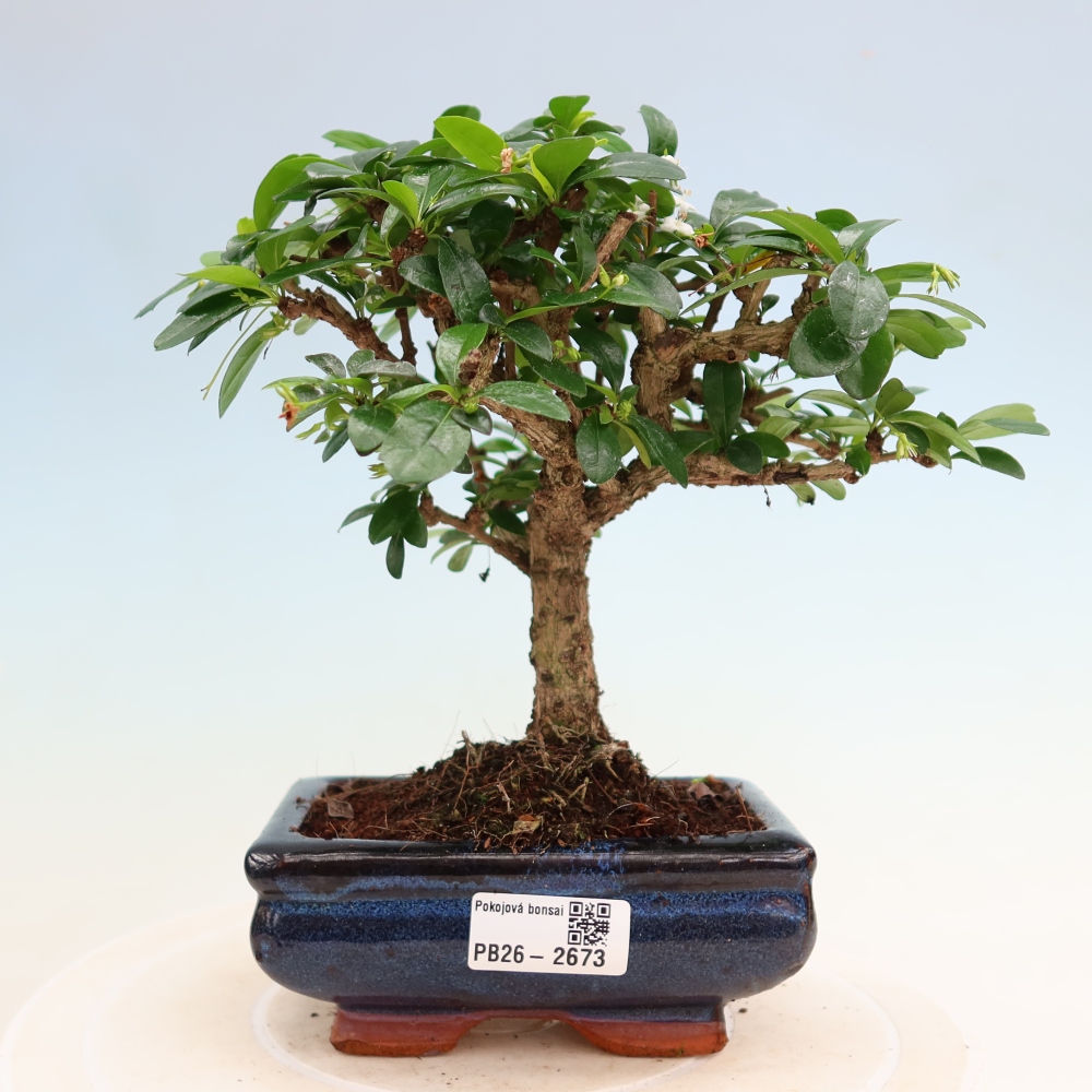Room bonsai - Carmona macrophylla - Tea fuki