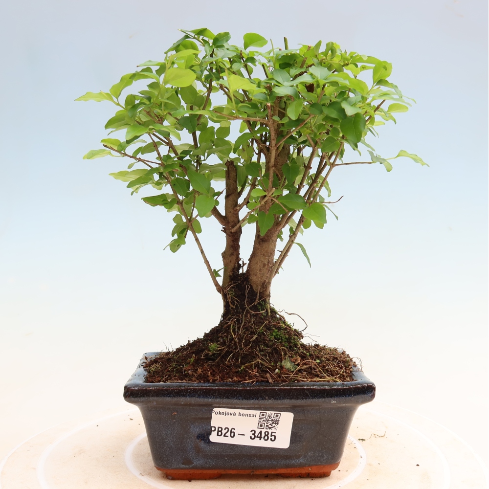 Room bonsai -Ligustrum chinensis - Birds Beak