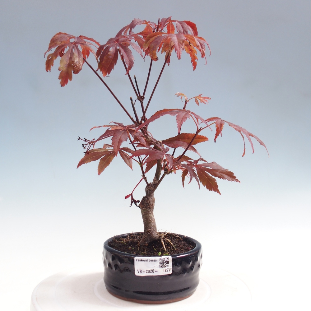 Outdoor bonsai - Acer palm. Atropurpureum-Javor palmate