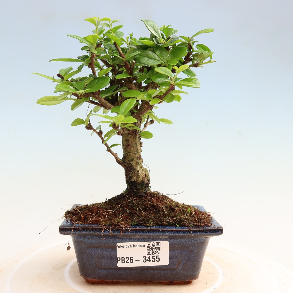 Room bonsai - Carmona macrophylla - Tea fuki
