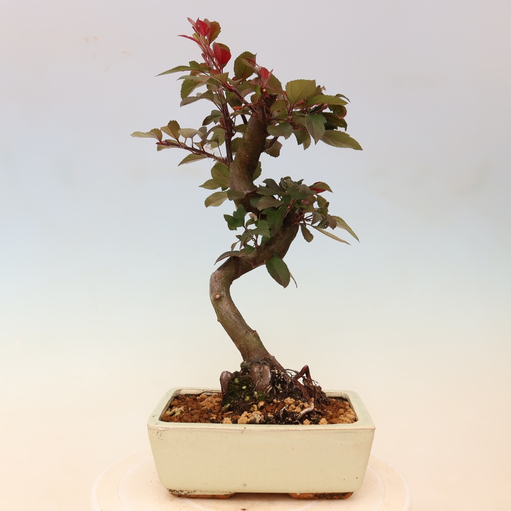 Outdoor bonsai -Malus domestica - Small-fruited red-leaved apple tree