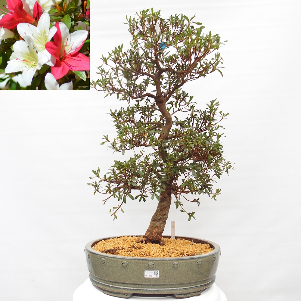 Outdoor bonsai - Japanese azalea - Azalea CHIHIRO