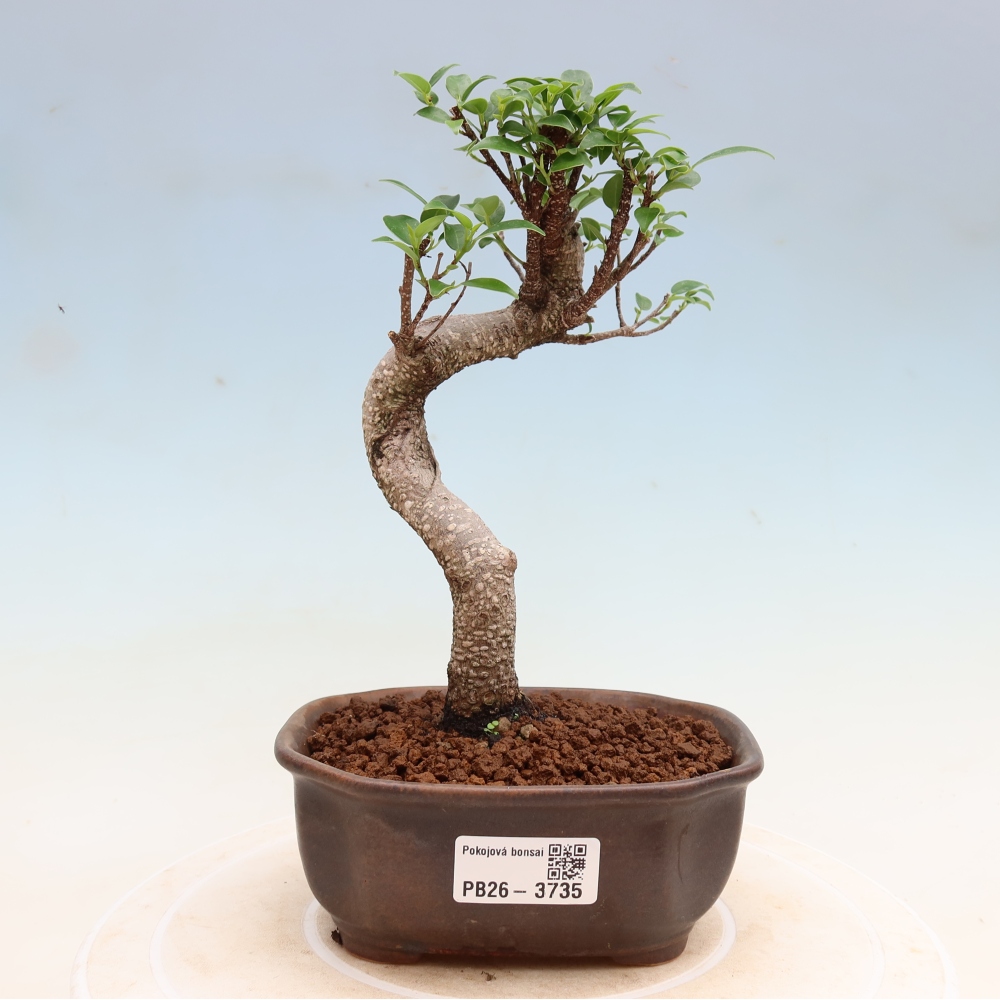Room bonsai - Ficus kimmen - small-leaved ficus