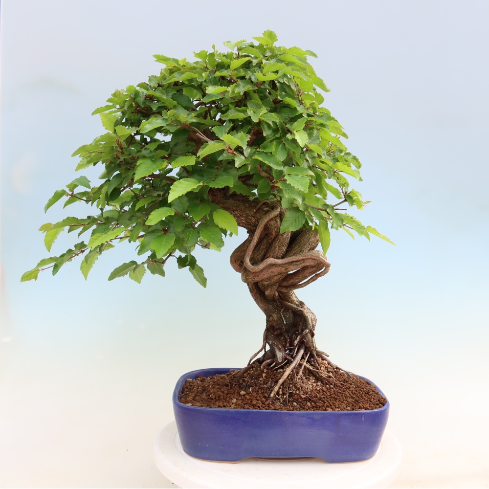 Outdoor bonsai -Carpinus coreana - Korean Hornbeam