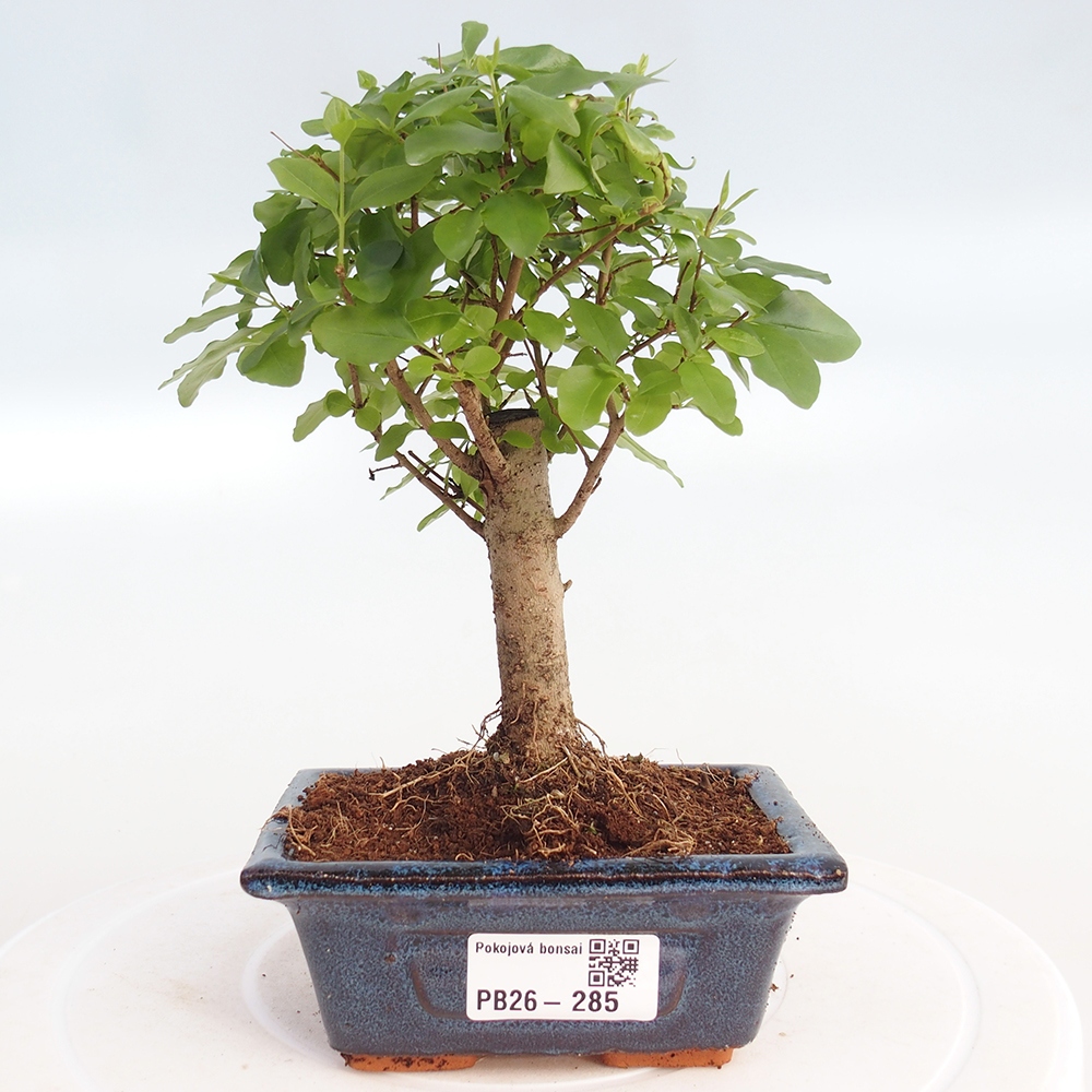 Room bonsai -Ligustrum chinensis - Birds Beak