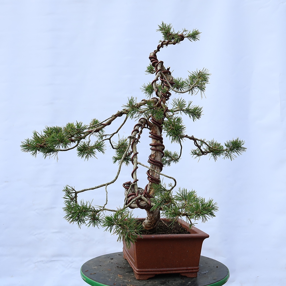 Pinus sylvestris Spain - Scots pine