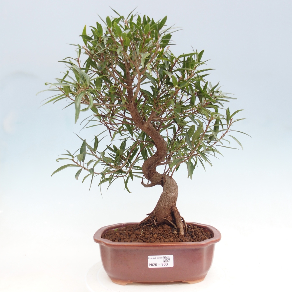 Room bonsai - Ficus nerifolia - small-leaved ficus