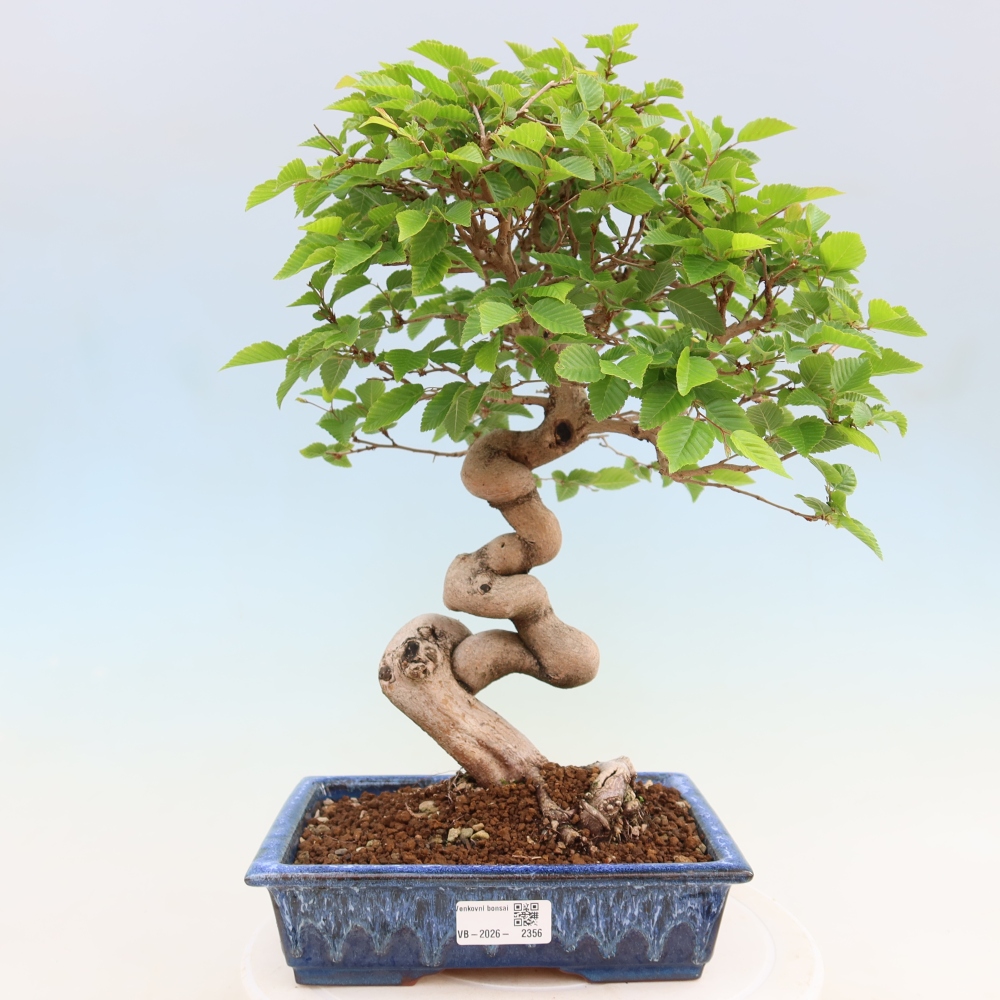 Outdoor bonsai -Carpinus coreana - Korean Hornbeam