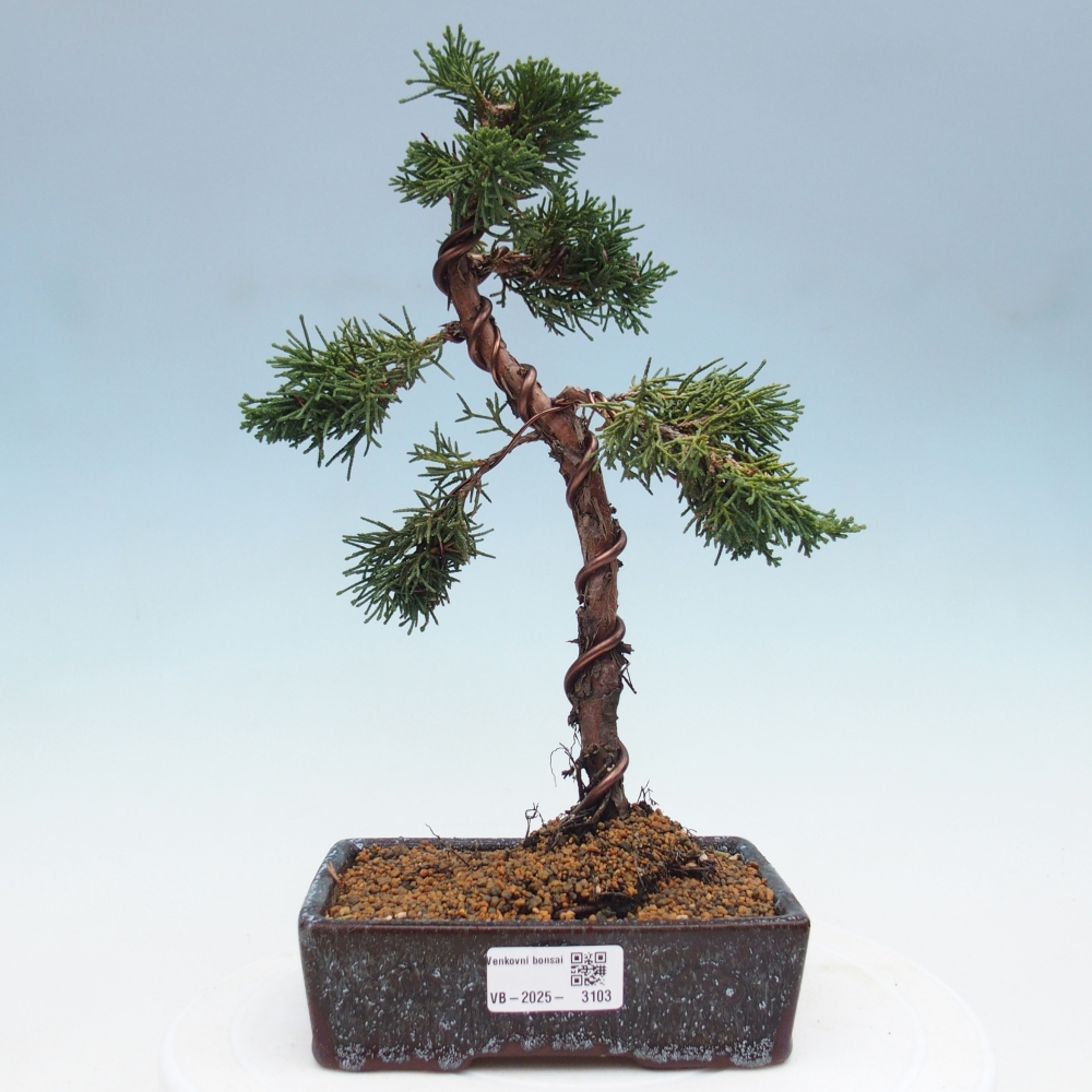 Outdoor bonsai - Juniperus chinensis Kishu - Chinese Juniper