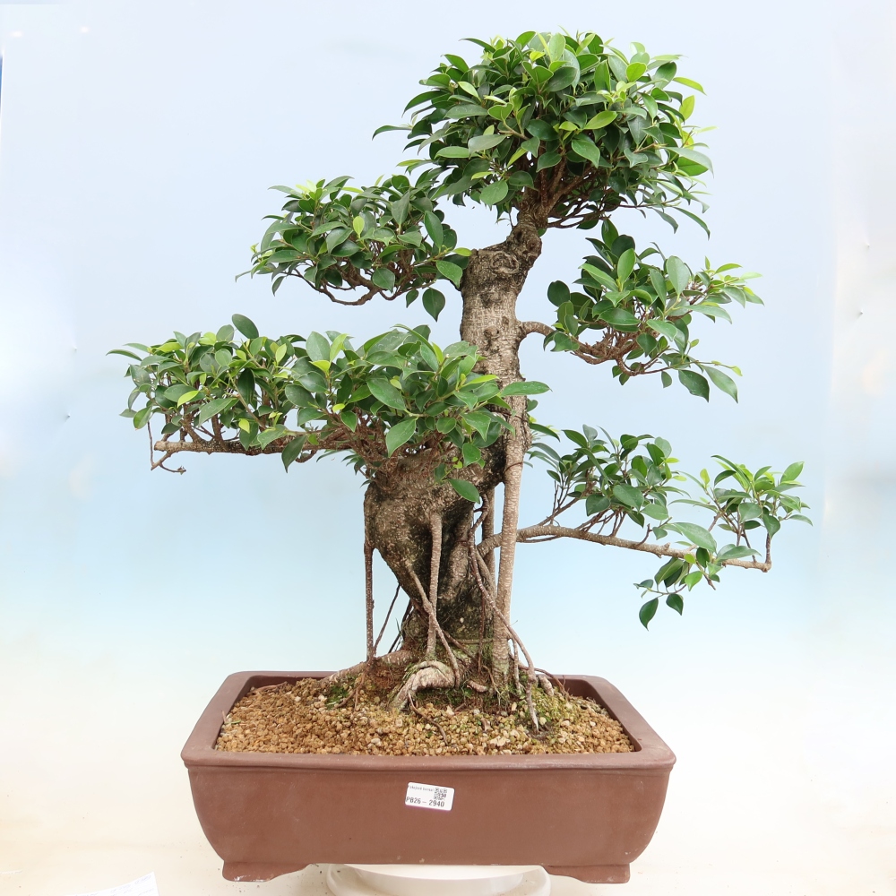 Room bonsai - Ficus kimmen - small-leaved ficus
