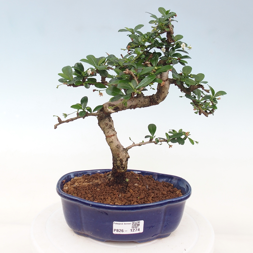 Room bonsai - Carmona macrophylla - Tea fuki
